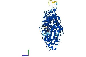 AlphaFold protein structure predicition of Human Recombinant ACTR1A Protein, UniprotID P61163