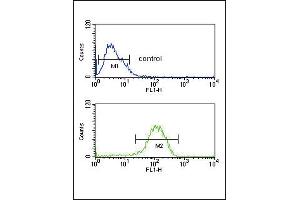 PYY Antibody (C-term) (ABIN651296 and ABIN2840175) flow cytometric analysis of MCF-7 cells (bottom histogram) compared to a negative control cell (top histogram). (Peptide YY 抗体  (C-Term))