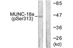 Western blot analysis of extracts from COS7 cells treated with PMA 125ng/ml 30', using MUNC-18a (Phospho-Ser313) Antibody. (STXBP1 抗体  (pSer313))
