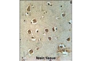 MTCH2 Antibody (N-term) (ABIN651683 and ABIN2840360) immunohistochemistry analysis in formalin fixed and paraffin embedded human brain tissue followed by peroxidase conjugation of the secondary antibody and DAB staining. (MTCH2 抗体  (N-Term))