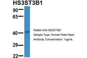 Host:  Rabbit  Target Name:  HS3ST3B1  Sample Type:  Human Fetal Heart  Antibody Dilution:  1. (HS3ST3B1 抗体  (N-Term))