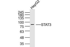 Western Blotting (WB) image for anti-Signal Transducer and Activator of Transcription 3 (Acute-Phase Response Factor) (STAT3) antibody (ABIN5011077)