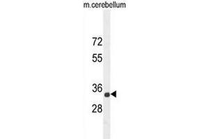 CADM1 Antibody (N-term) western blot analysis in mouse cerebellum tissue lysates (35µg/lane). (CADM1 抗体  (N-Term))