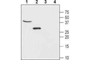 Western blot analysis of mouse brain (lanes 1 and 3) and rat lung (lanes 2 and 4) lysates: - 1,2. (CLIC5 抗体  (C-Term, Intracellular))