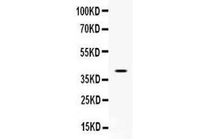 Western blot analysis of CD48 expression in CEM whole cell lysates ( Lane 1). (CD48 抗体  (AA 51-146))