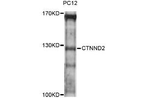 Western blot analysis of extracts of PC-12 cells, using CTNND2 antibody (ABIN6293310) at 1:3000 dilution. (CTNND2 抗体)