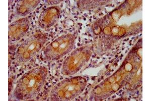 IHC image of ABIN7154777 diluted at 1:800 and staining in paraffin-embedded human small intestine tissue performed on a Leica BondTM system. (GBP4 抗体  (AA 494-603))