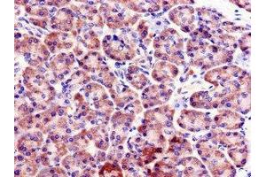Immunohistochemistry of paraffin-embedded human pancreatic tissue using ABIN7152451 at dilution of 1:100 (FBXO9 抗体  (AA 13-111))