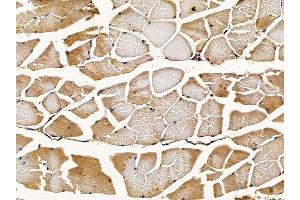 ABIN7094195 and ABIN7098241 at 1/100 staining mouse muscle tissue by IHC-P.