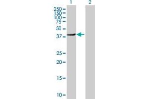Western Blot analysis of BHMT2 expression in transfected 293T cell line by BHMT2 MaxPab polyclonal antibody. (BHMT2 抗体  (AA 1-363))