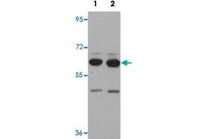 Western blot analysis of SH3RF2 in NIH/3T3 cell lysate with SH3RF2 polyclonal antibody  at (1) 1 and (2) 2 ug/mL. (SH3RF2 抗体  (C-Term))