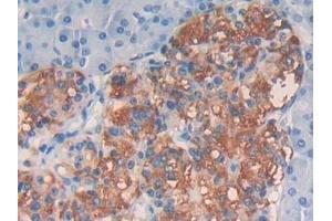 Detection of EGF in Human Pancreas Tissue using Polyclonal Antibody to Epidermal Growth Factor (EGF) (EGF 抗体  (AA 609-751))