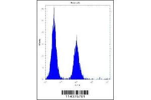 hGCN5 antibody flow cytometric analysis of Neuro-2a cells (right histogram) compared to a negative control (left histogram). (KAT2A 抗体  (AA 807-837))