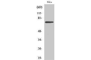 Western Blotting (WB) image for anti-T-Box 2 (TBX2) (Internal Region) antibody (ABIN3177641) (TBX2 抗体  (Internal Region))