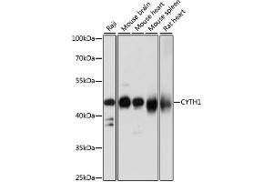 Western blot analysis of extracts of various cell lines, using CYTH1 antibody (ABIN7266661) at 1:1000 dilution. (Cytohesin 1 抗体  (AA 1-70))