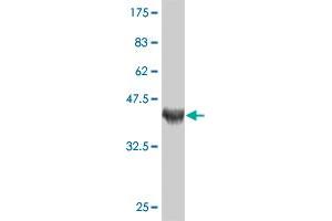 Western Blot detection against Immunogen (37. (RSPH1 抗体  (AA 200-309))