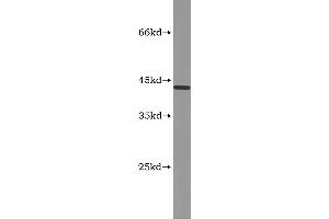Western Blotting (WB) image for Myostatin (MSTN) ELISA Kit (ABIN1116102) (MSTN ELISA 试剂盒)