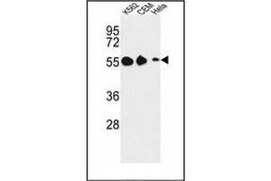 Western blot analysis of GALR1 Antibody (Center) in K562, CEM, Hela cell line lysates (35ug/lane). (Galanin Receptor 1 抗体  (Middle Region))