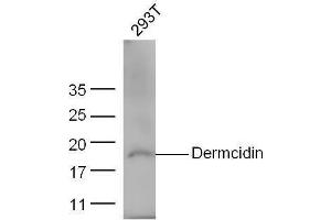 293T cell lysates probed with Anti-Dermcidin/DCD Polyclonal Antibody, Unconjugated  at 1:5000 for 90 min at 37˚C. (Dermcidin 抗体  (AA 63-109))