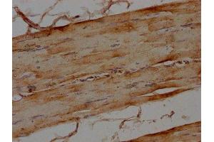 IHC image of ABIN7160070 diluted at 1:100 and staining in paraffin-embedded human skeletal muscle tissue performed on a Leica BondTM system. (MAP4K4 抗体  (AA 866-1104))