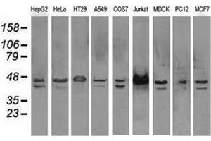 Western blot analysis of extracts (35 µg) from 9 different cell lines by using anti-SSB monoclonal antibody. (SSB 抗体)