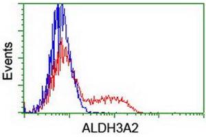 HEK293T cells transfected with either RC200648 overexpress plasmid (Red) or empty vector control plasmid (Blue) were immunostained by anti-ALDH3A2 antibody (ABIN2454836), and then analyzed by flow cytometry. (ALDH3A2 抗体)