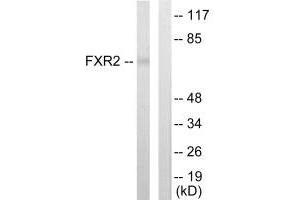 Western blot analysis of extracts from COLO205 cells, using FXR2 antibody. (FXR2 抗体)