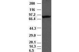 Periostin antibody (47) at 1:500 dilution + lysate from HeLa cells transfected with human periostin gene expression vector (Periostin 抗体  (AA 1-230))