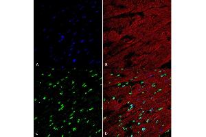 Immunohistochemistry analysis using Mouse Anti-Methylglyoxal Monoclonal Antibody, Clone 9E7 (ABIN5067392). (Methylglyoxal (MG) 抗体 (HRP))