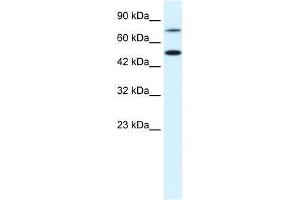 CHML antibody (70R-10536) used at 0. (CHML 抗体  (N-Term))