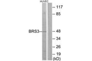 Western blot analysis of extracts from HuvEc cells, using BRS3 Antibody. (BRS3 抗体  (AA 161-210))