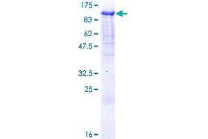 ZNF496 Protein (AA 1-587) (GST tag)