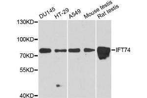 Western blot analysis of extracts of various cell lines, using IFT74 antibody. (IFT74 抗体)