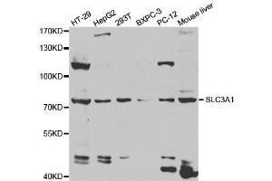 Western blot analysis of extracts of various cell lines, using SLC3A1 antibody. (SLC3A1 抗体  (AA 416-685))
