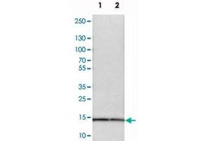 Western blot analysis of cell lysates with SNRPD3 polyclonal antibody  at 1:250-1:500 dilution. (SNRPD3 抗体)