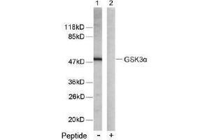 Image no. 2 for anti-Glycogen Synthase Kinase 3 alpha (GSK3a) (Ser21) antibody (ABIN197104) (GSK3 alpha 抗体  (Ser21))