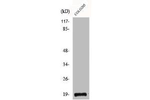 Western Blot analysis of COLO205 cells using CBP20 Polyclonal Antibody (NCBP2 抗体  (N-Term))