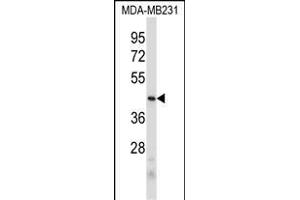 PRB2 Antibody (C-term) (ABIN6244055 and ABIN6578967) western blot analysis in MDA-M cell line lysates (35 μg/lane). (PRB2 抗体  (C-Term))