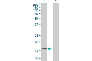 Western Blot analysis of RPP21 expression in transfected 293T cell line by RPP21 MaxPab polyclonal antibody. (RPP21 抗体  (AA 1-154))