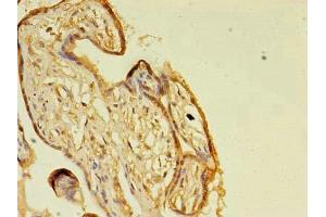 Immunohistochemistry of paraffin-embedded human placenta tissue using ABIN7154517 at dilution of 1:100 (Growth Hormone 2 抗体  (AA 27-217))