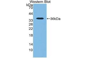 Western blot analysis of recombinant Human NT5C3. (NT5C3 抗体  (AA 52-336))