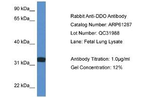 Western Blotting (WB) image for anti-D-Aspartate Oxidase (DDO) (C-Term) antibody (ABIN786385) (DDO 抗体  (C-Term))