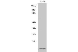 Western Blotting (WB) image for anti-S100 Calcium Binding Protein A10 (S100A10) (Internal Region) antibody (ABIN3177322) (S100A10 抗体  (Internal Region))