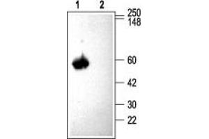 Western Blotting (WB) image for anti-Calcium Channel, Voltage-Dependent, beta 3 Subunit (CACNB3) (AA 463-477), (Intracellular) antibody (ABIN7042987)