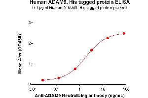 ADAM Metallopeptidase Domain 9 (ADAM9) (AA 29-697) protein (His tag)