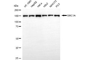 Western blotting analysis using SMC1A antibody (ABIN7800446). (Recombinant SMC1A 抗体)