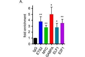Chromatin Immunoprecipitation (ChIP) image for anti-V-Ets Erythroblastosis Virus E26 Oncogene Homolog 2 (ETS2) (Center) antibody (ABIN2855845)
