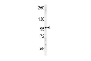 IPO9 Antibody (N-term) (ABIN651754 and ABIN2840388) western blot analysis in mouse Neuro-2a cell line lysates (15 μg/lane). (Importin 9 抗体  (N-Term))