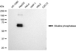 Western blotting analysis using Alkaline phosphatase antibody (ABIN7797576). (Recombinant Alkaline Phosphatase 抗体)
