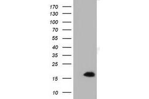 Western Blotting (WB) image for anti-Interleukin 1 Family, Member 6 (IL1F6) antibody (ABIN1498876) (IL36A/IL1F6 抗体)